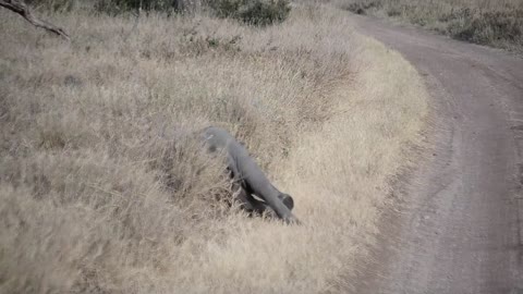 Baby elephant throwing a tantrum