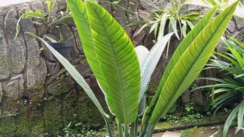 beautiful ornamental plant cinematic