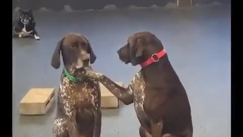 IF BIDEN WERE A DOG 🤣THIS DOG LOVES PETTING OTHER DOGS