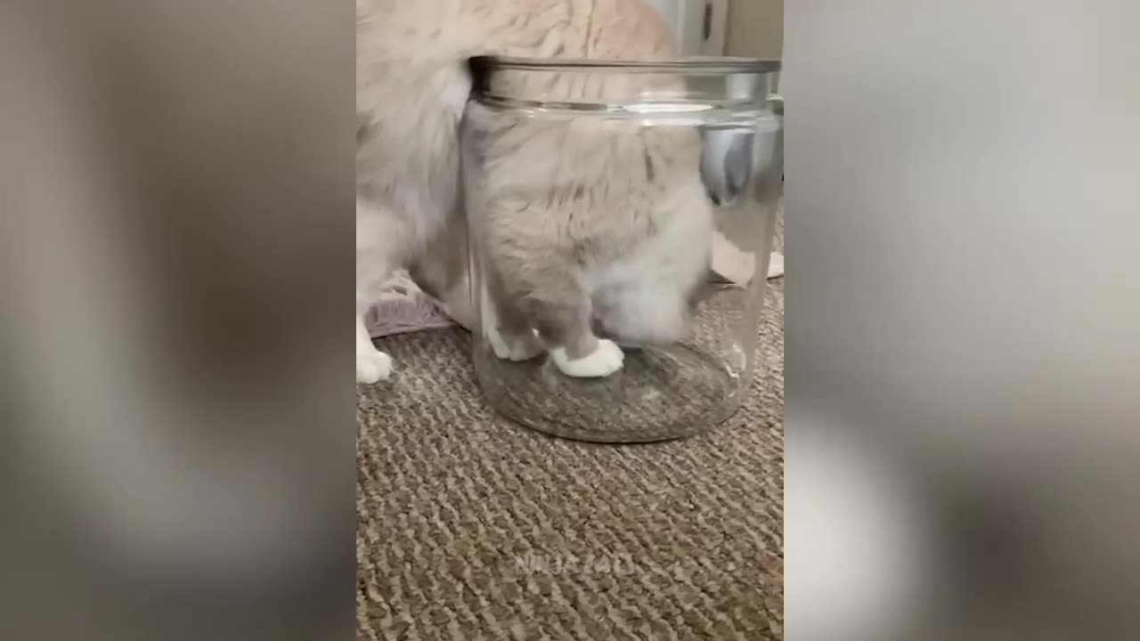 New Funniest Cats And Dogs Videos 😁 Best Of The 2023 Funny Animal Videos 😁 - Cutest Animals Ever