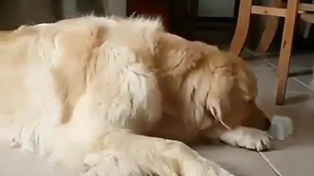 I would prefer dogs to boys with cats