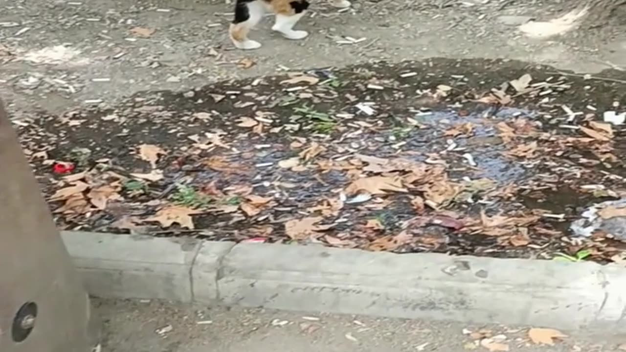 A cute and beautiful cat