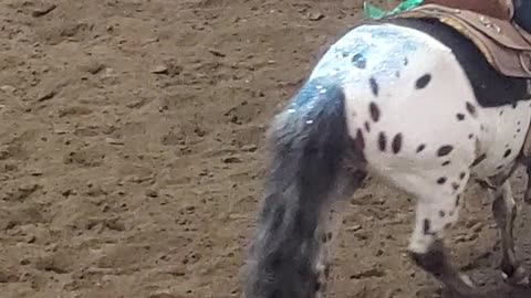 Marion County Fair Horse Back riding