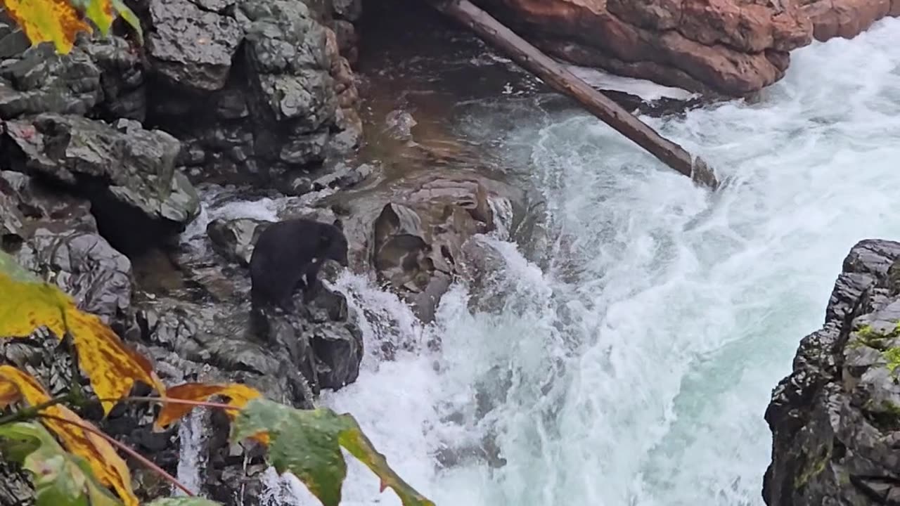 Bear Catches a Massive Salmon