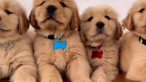 Super Handsome Golden Retriever Puppies!