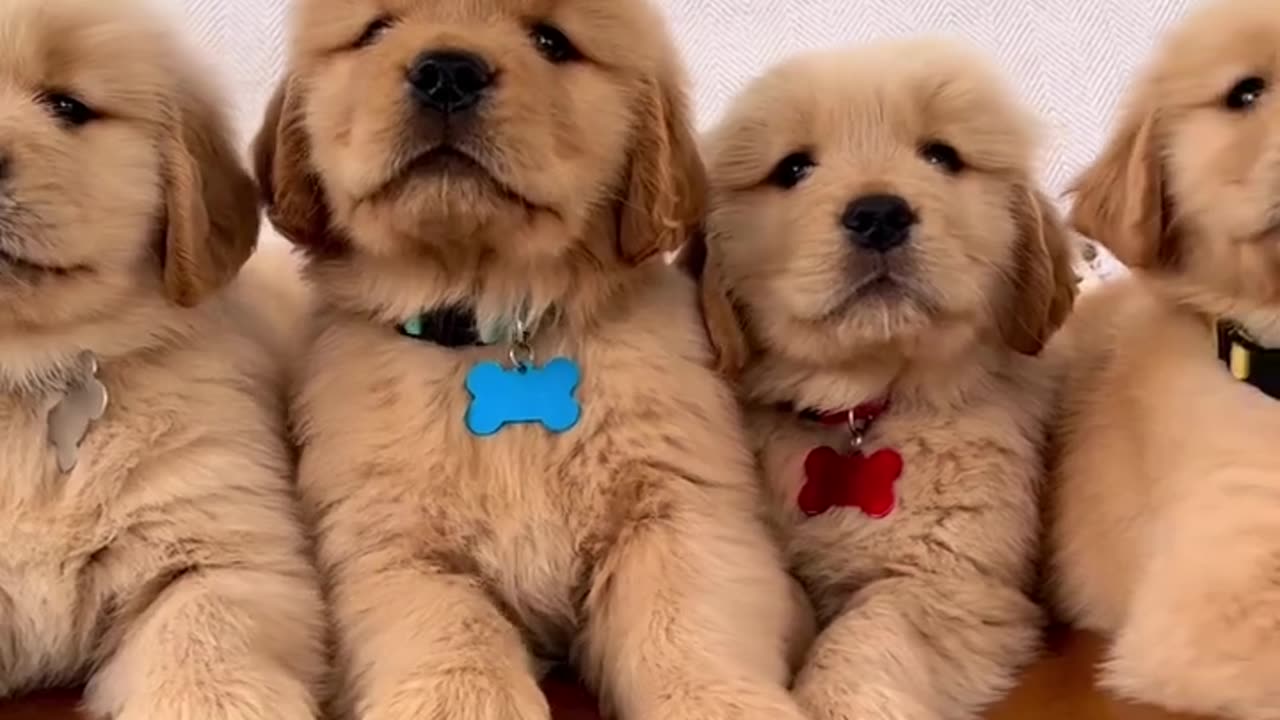 Super Handsome Golden Retriever Puppies!