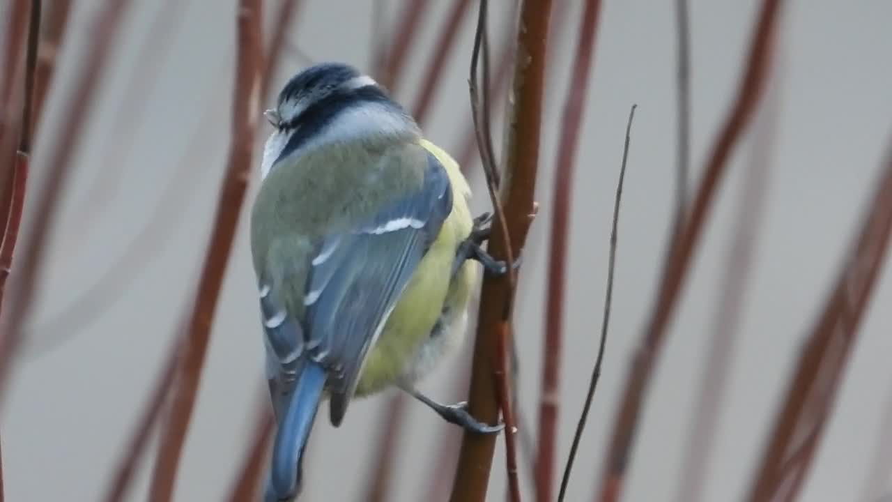 Chickadee Bird Winter Bird Feathers Yellow Animals