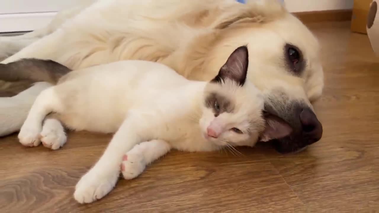 Kitten Loves to Sleep with a Golden Retriever