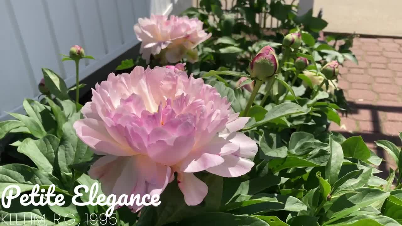 Canadian Peony Society Virtual Show