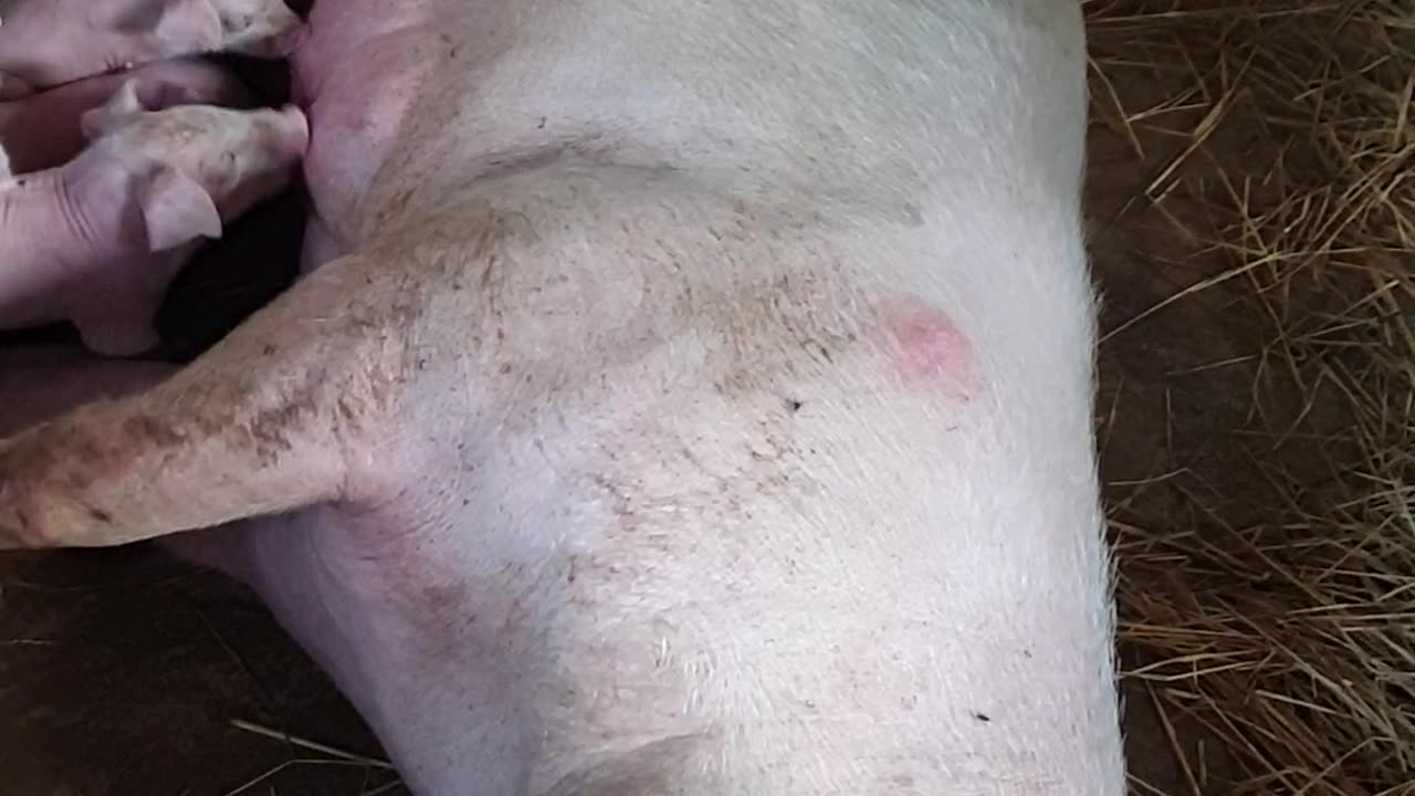 07 feeding cute baby pigs day4, beautiful