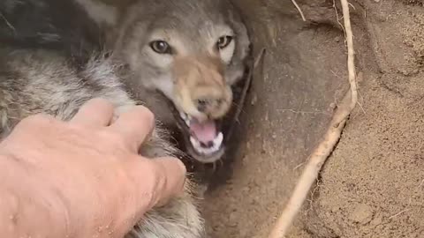 Pet Coyote Denies Friendship During Den Digging | Awais