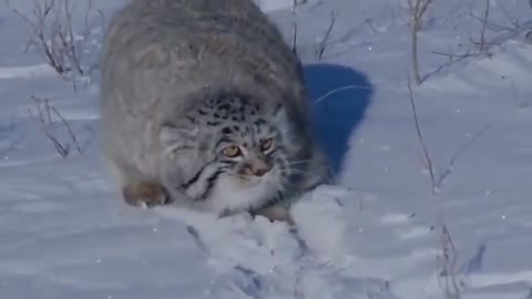 Pallas Cat 😼