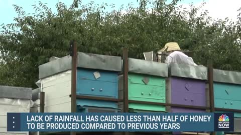 Droughts In Romania Causing Bee Population And Honey Production To Diminish