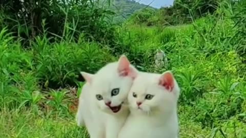 Sweet Friendship of White Cats #shorts #viral #shortsvideo #video