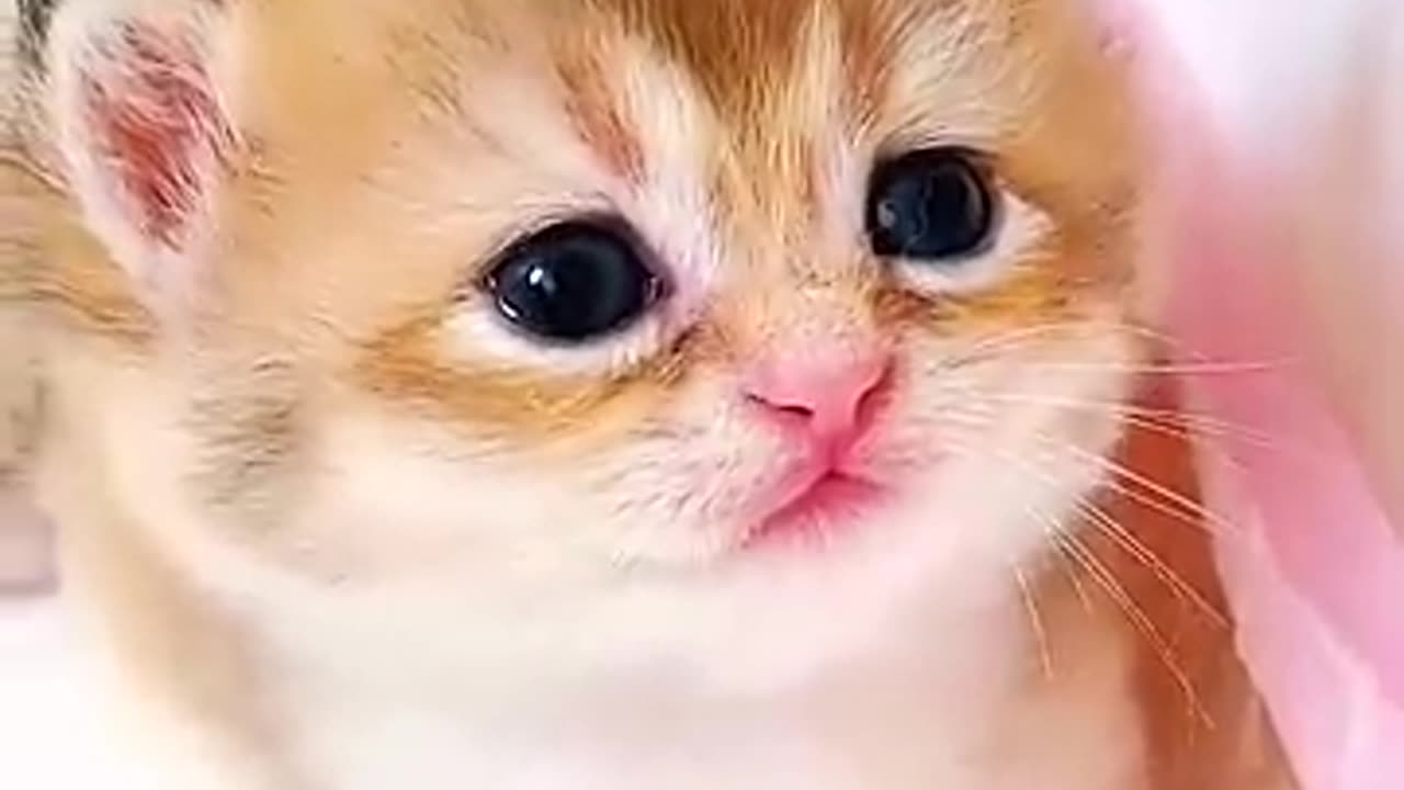 cute little kitten