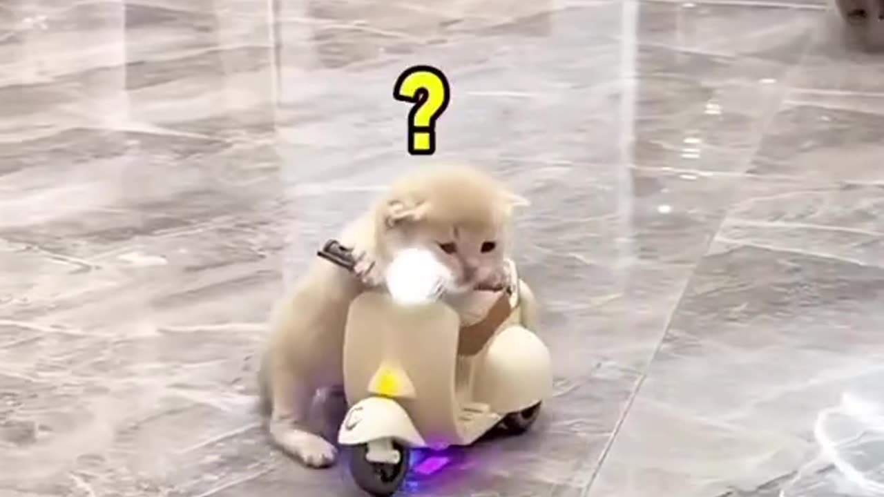 When cat has a new motorcycle 😜🤣🤣😂😂😂#viral#cat#funnycats