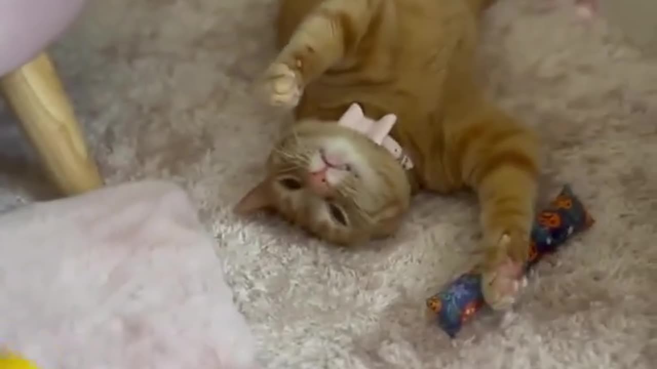 Sleepy cat will take naps literally anywhere