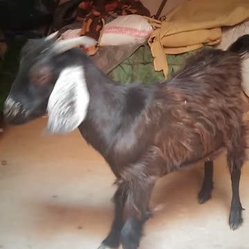 الجدي الصغير