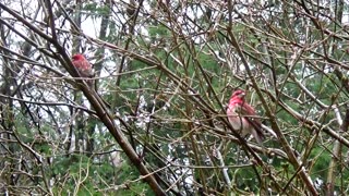 Purple Finches