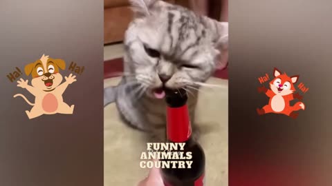 Best Funniest Animals 2023 😍 Funniest Dogs And Cats Videos 🐱🐶 #10