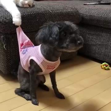 The Most HILARIOUS Cats VS Dogs!🐶