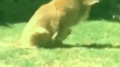 Super Dog Video funniest dogs and cats