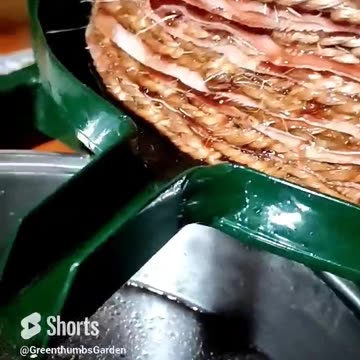 First Oil drops! Pressing Olives for Oil