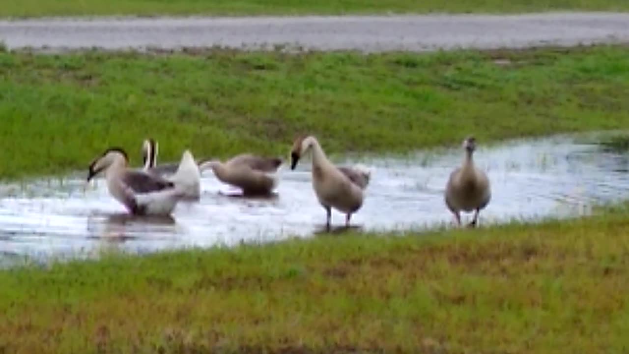 African Geese playing in water