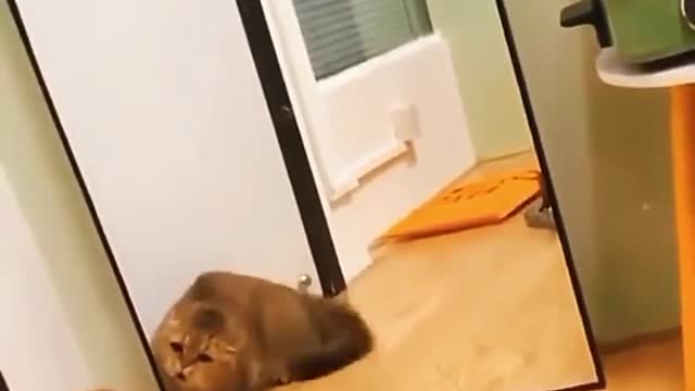 funny cats reaction mirror