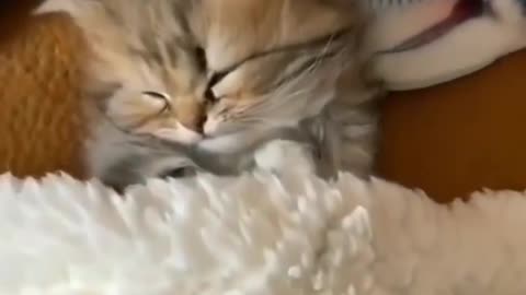 😴 . . . . . . #catlover