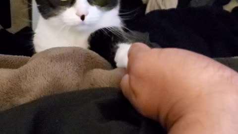 Adorable cat asking for some attention