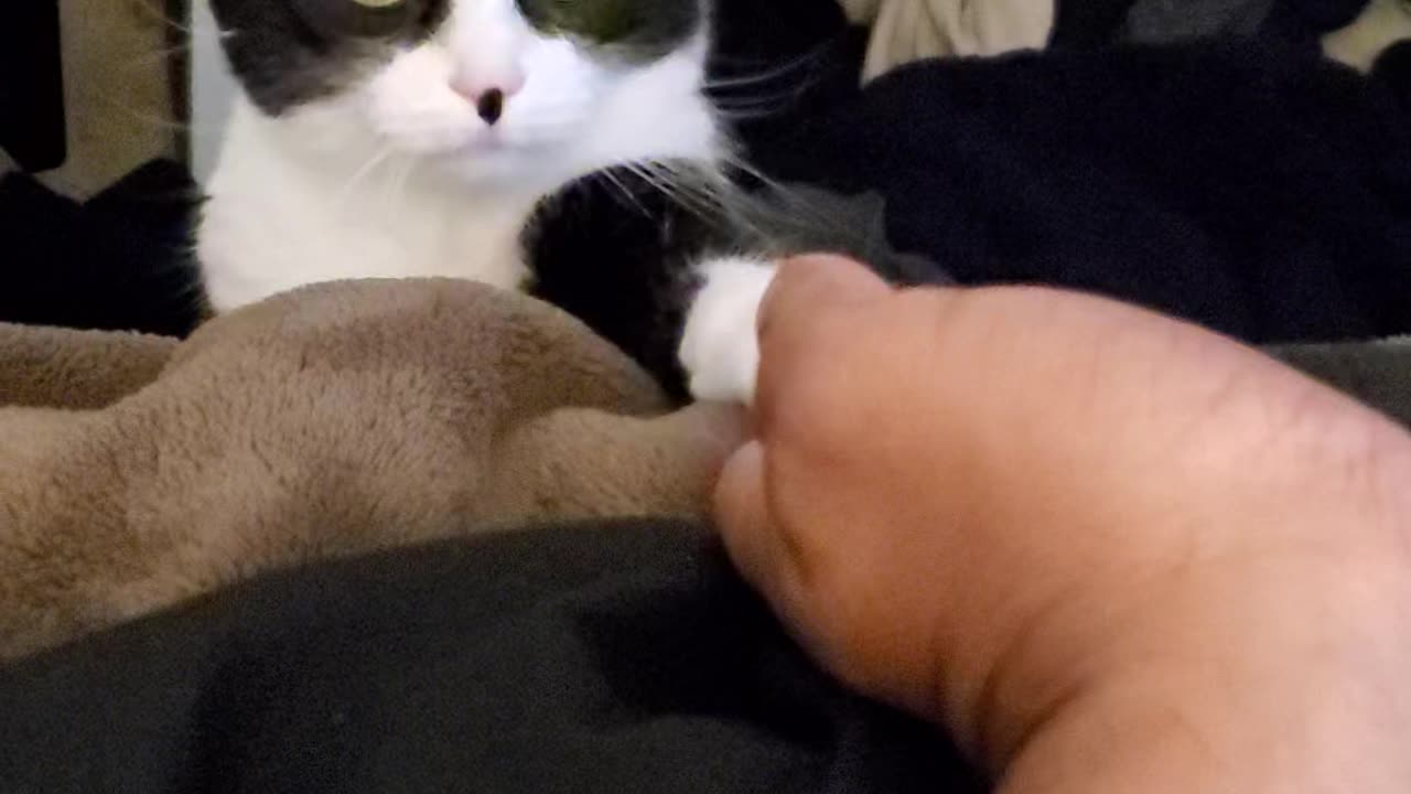 Adorable cat asking for some attention
