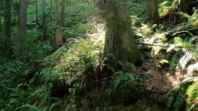 Fidalgo Island - Anacortes Community Forest Land