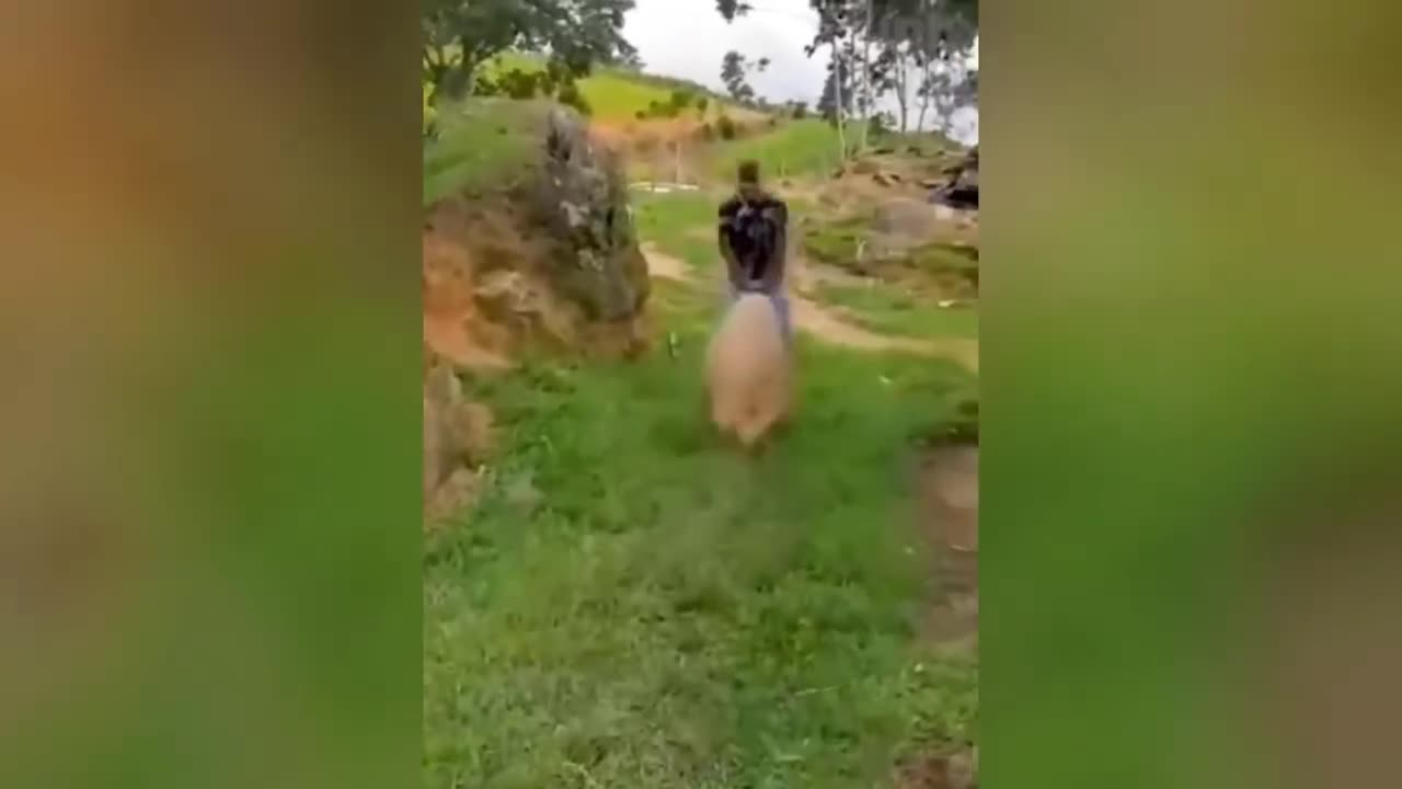 FUNNY ANIMALS VIDEOS 2023