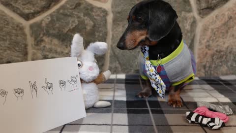 Oakley with all his birthday gifts (photo montage)