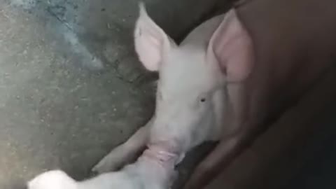 Two pigs are kissing