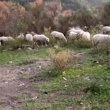 fact-checker di Rumble discutono