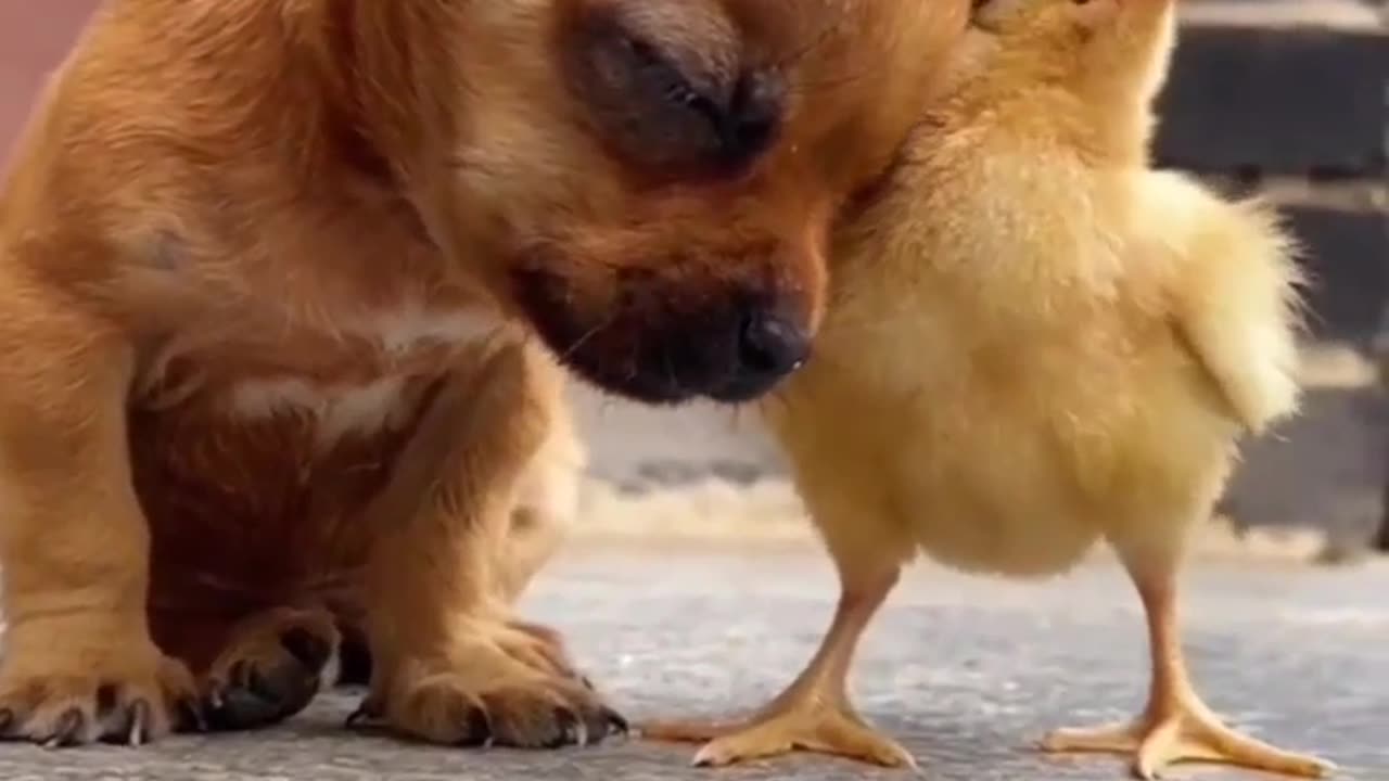 Cute puppy playing with Bird 🕊️ | comedy video. | Funny video