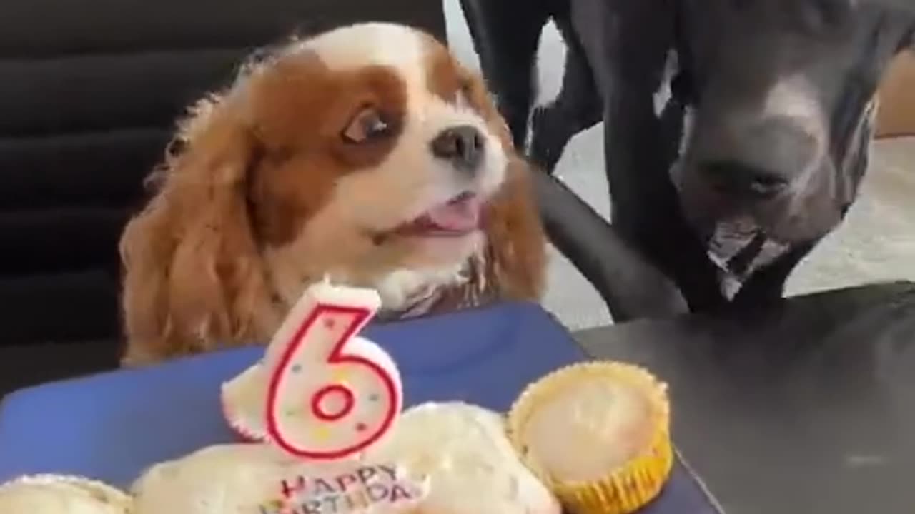 My Birthday My Cack | Funny Animal | Cute Animal Video | Dog & Cat Video | Funny Video | Viral Video | Trending Video