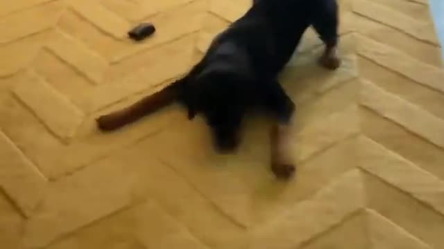 WILD PUPPY ZOOMIES!