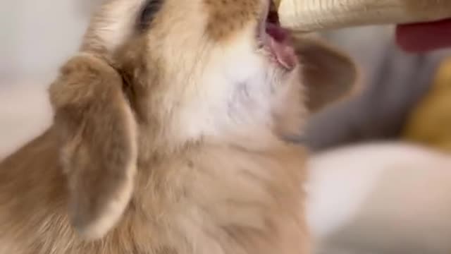 Bunnies eating bananas