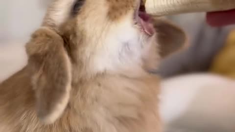 Bunnies eating bananas