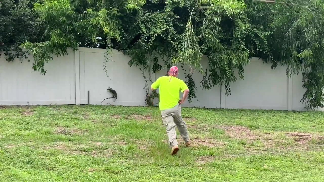 Iguana Hunter Goes On High Speed Chase