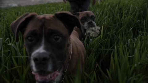 Excited walking dogs.