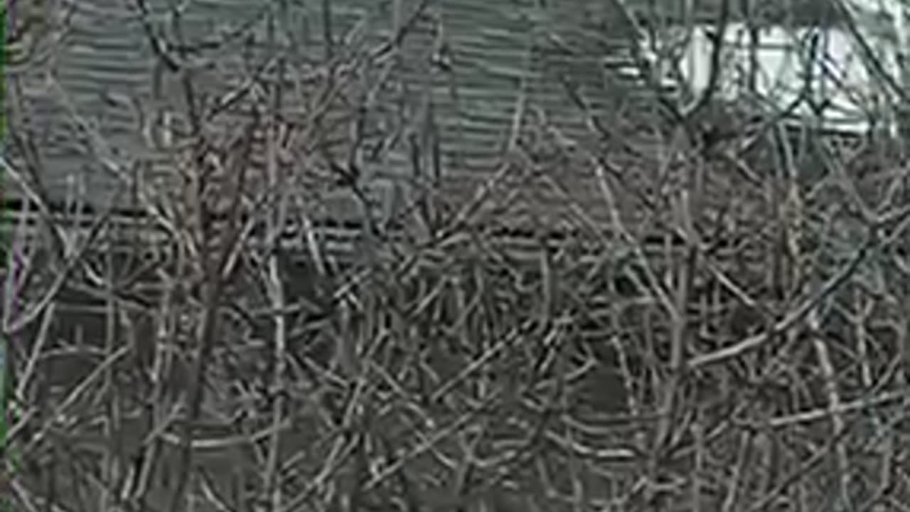 Sparrow dive, sparrow fly