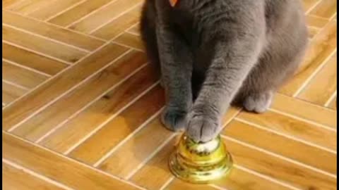 Cats funy video