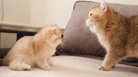 The long-awaited meeting of the cat William with his son Alfonso