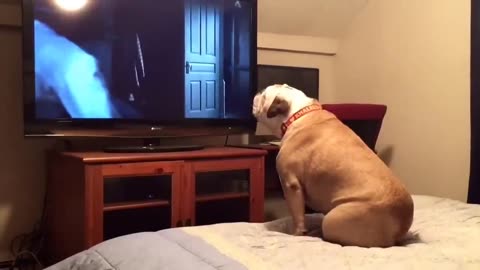 Bulldog enjoying horror movie with exceptional expression 🍿🎥