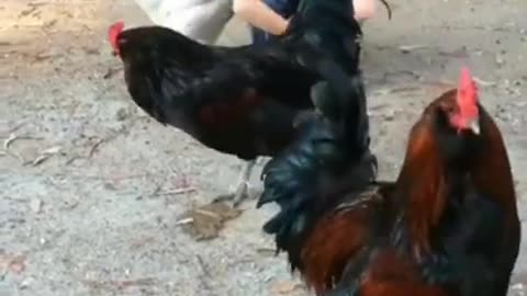 COCK AND CAT