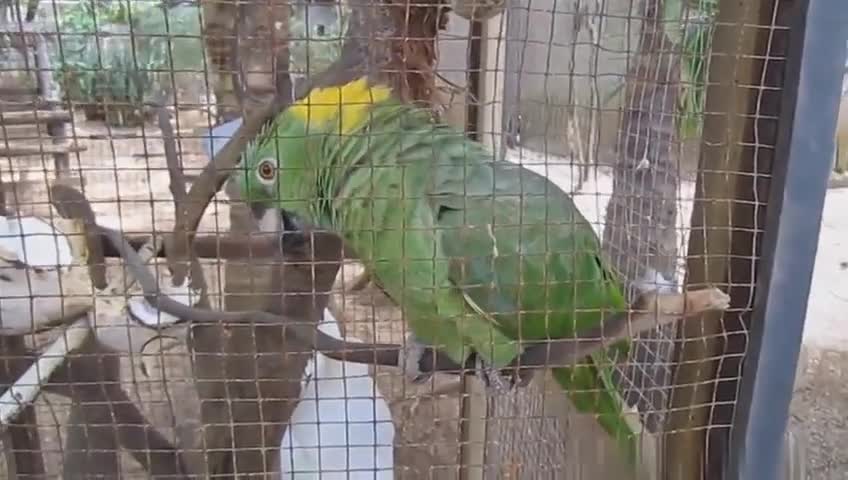 Funny birds videos